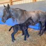 Americký quarter horse na adopciu.
