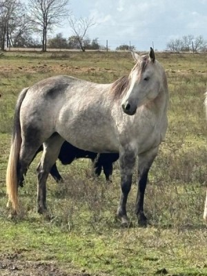 8 ročná kobyla AQHA