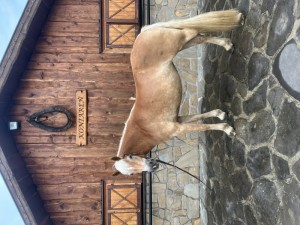 3-ročná kobylka plemena Hafling