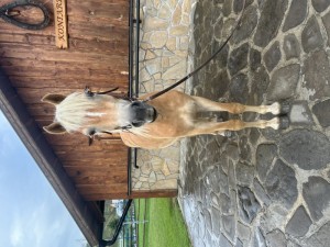 2-ročný valach plemena Hafling