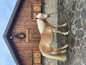 kobylka plemena Hafling