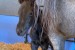 Americký quarter horse na adopciu. obrázok 1