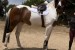 Predám 9 ročného írskeho športového koňa Valach obrázok 1