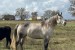 8 ročná kobyla AQHA obrázok 1