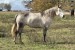 8 ročná kobyla AQHA obrázok 2