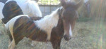 Pony kobyla so zriebatkom – fotka 2