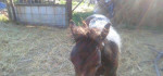 Pony kobyla so zriebatkom – fotka 3