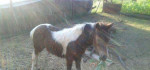 Pony kobyla so zriebatkom – fotka 4
