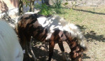 Pony kobyla so zriebatkom – fotka 3