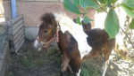 Pony kobyla so zriebatkom – fotka 4