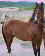 Žrebec na predaj – fotka 3