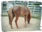 PREDÁM KRÁSNEHO PONY ŽREBČEKA – fotka 2