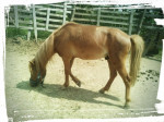 PREDÁM KRÁSNEHO PONY ŽREBČEKA – fotka 3