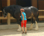 SHIRE Horse kobylka – fotka 2