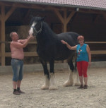 SHIRE Horse kobylka – fotka 3