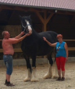 SHIRE Horse kobylka – fotka 4