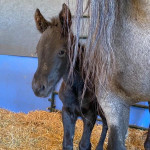 Americký quarter horse na adopciu. – fotka 2