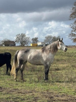 8 ročná kobyla AQHA – fotka 2