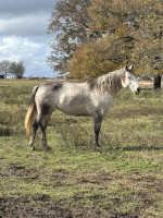 8 ročná kobyla AQHA – fotka 3