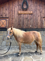  Americké miniatúrne kobylky  – fotka 4
